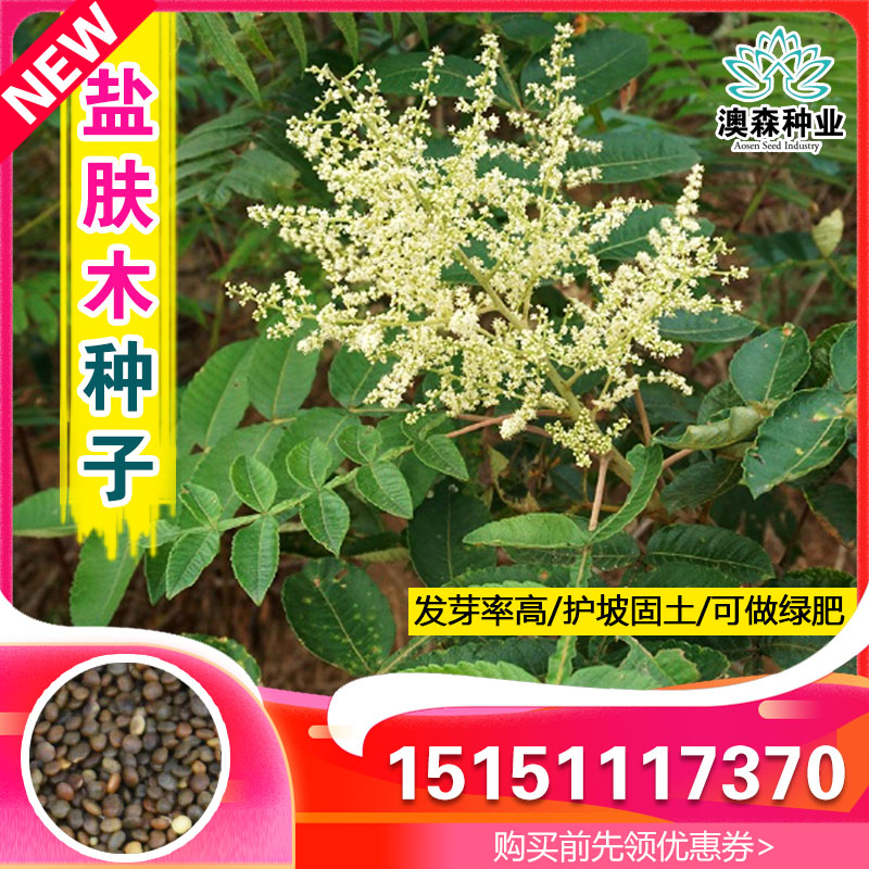 盐肤木种子五倍子种籽蜜源公路护坡灌木饲料荒地绿化造林水土保持