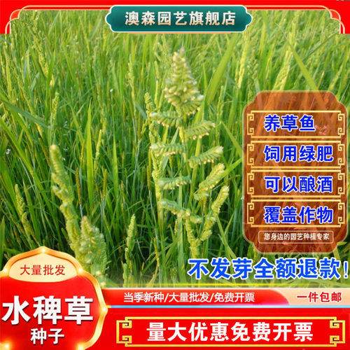稗草种子养鱼草种籽水生地栽饲料