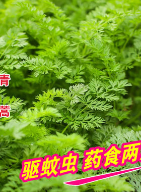青蒿种子中药材种籽野生春秋蒿素