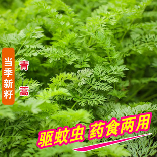 青蒿种子中药材种籽野生春秋播青蒿素艾蒿香蒿黄花蒿种孑蒿子草籽
