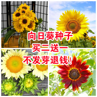 向日葵种子观赏食用花店切花葵花油葵矮秆迷你小室内外阳台盆栽孑