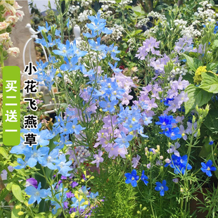 小花飞燕草花种子四季播种开花易活阳台庭院盆栽花卉种子花籽种籽
