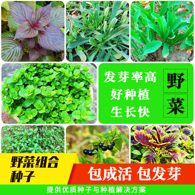 食用野菜种子马齿苋灰灰菜苦麻菜蒲公英种子荠菜面条菜薄荷蔬菜籽