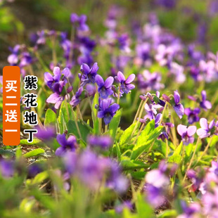 紫花地丁种子四季播种开花易种活的阳台盆栽绿植庭院花籽花卉种孑