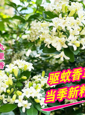 盆栽四季庭院种子植物易种阳台