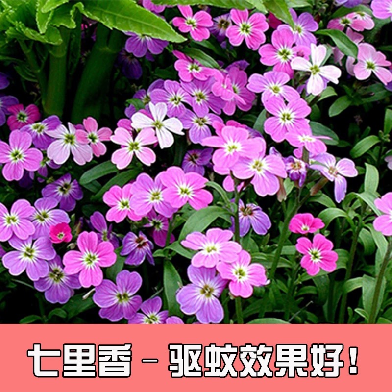 七里香种子驱蚊香草种子四季播