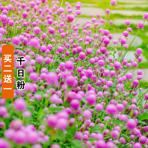 四季千日红种子粉色火球花种籽孑