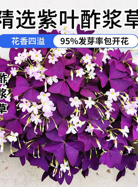 紫叶酢浆草种球幸运草多年生盆栽紫蝴蝶花卉紫色浆草炸酱草种子
