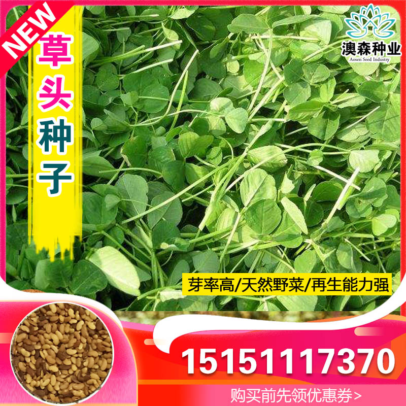 金花菜草头种子三叶秧草大叶黄花菜苜蓿上海特产母齐头新鲜草头籽