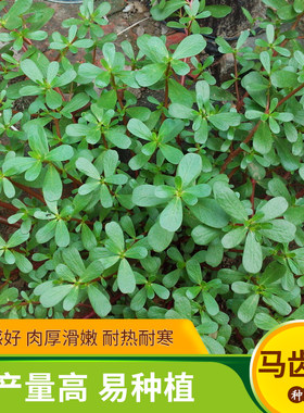 马齿苋种子长命菜瓜子菜麻绳菜