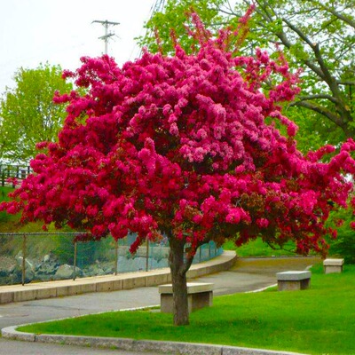 北美海棠树苗庭院别墅西府垂丝花园植物四季花卉盆栽造景当年开花