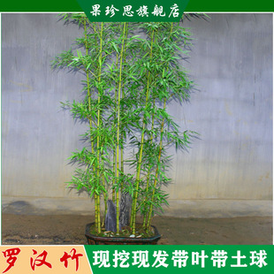 四季青罗汉竹苗佛肚竹子苗盆栽景观竹庭院室内观赏竹小型竹子植物