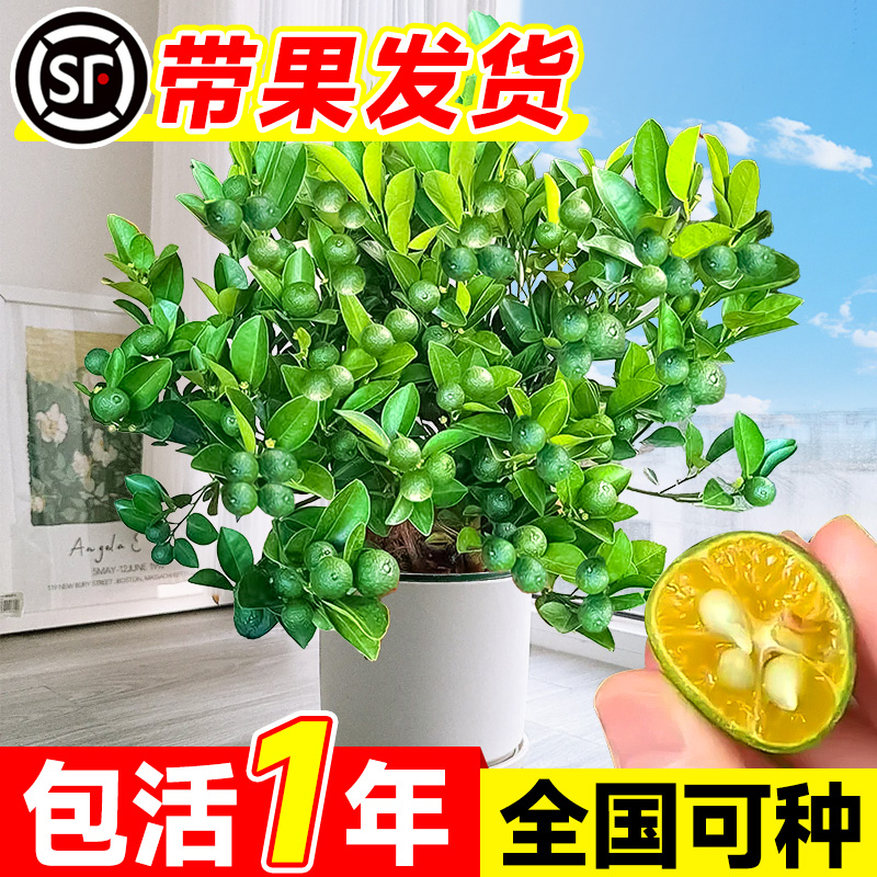 小青柠树苗海南小青桔金桔树香水柠檬树盆栽带果庭院阳台果树果苗