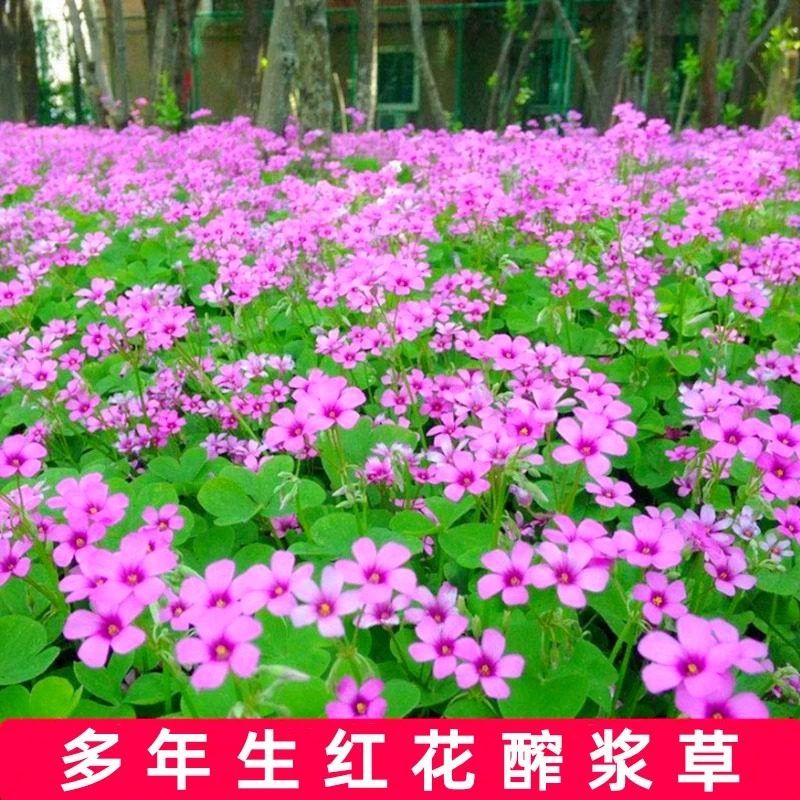 红花醋酱草绿化草坪紫叶酢浆种球白三叶草种子籽多年生四季炸酱草,鲜花速递/花卉仿真/绿植园艺,家庭园艺种子,淘宝优惠券,粉丝福利购,淘宝优惠卷