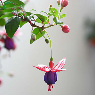 倒挂金钟花苗四季开花阳台庭院盆栽室内花卉植物垂吊花多年生易种