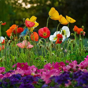 冰岛虞美人花种籽子矮花耐寒花种室内阳台室外四季东方虞美人种子