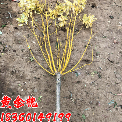 黄金槐树苗金枝国槐树垂枝龙爪槐庭院大型耐寒绿化风景树黄金垂槐