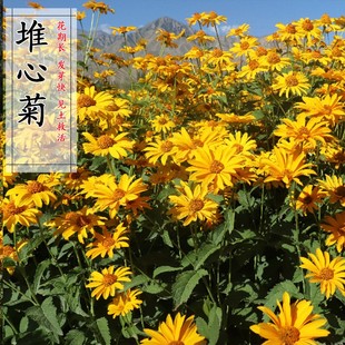 堆心菊花种子小菊花籽树下花种耐阴易活四季播种室外盆栽花种籽子