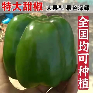 新品种大甜椒种子四季青椒水果灯笼椒辣椒种籽盆栽蔬菜种籽不辣