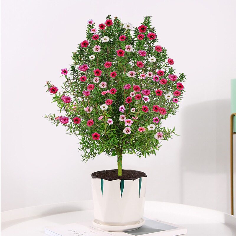 澳洲进口松红梅腊梅盆栽带花苞大苗耐寒冬季四季室内植物年宵花卉