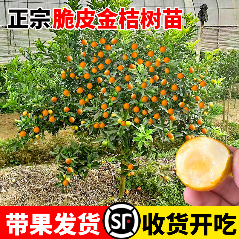 纯甜脆皮金桔树盆栽金桔树苗四季结果树食用金树苗树室内阳台种植