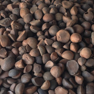 油茶种子 大果红花油茶种子 白花油茶 茶花山茶 茶树种子油茶树籽