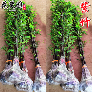 名贵矮化紫竹苗耐寒竹子苗庭院四季常青篱笆种植室内竹子盆栽黑竹