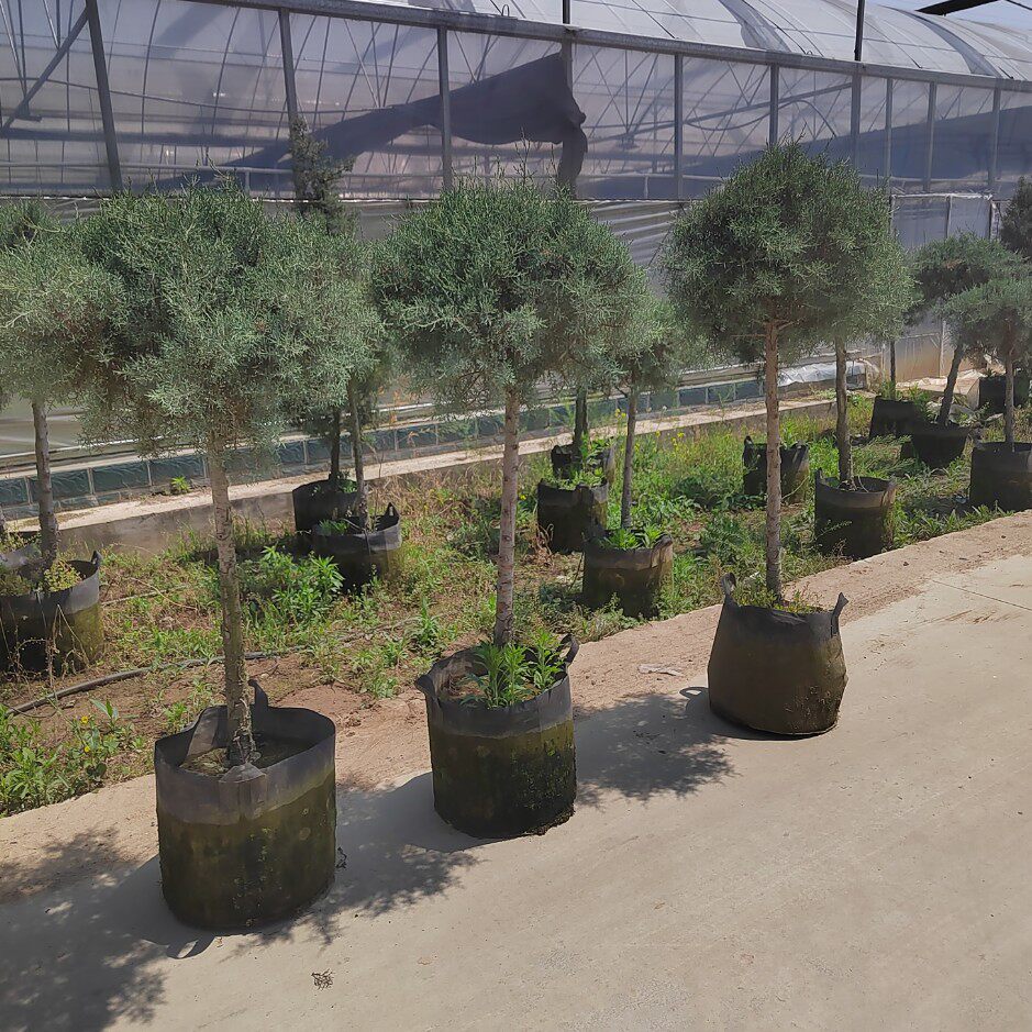 花境植物蓝冰柏深色系棒棒糖湖蓝色品种超级耐寒品种四季常青