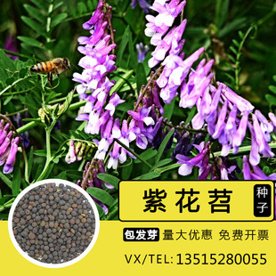 果园绿肥种籽光叶紫花苕种子毛苕子箭射豌豆养蜂蜜源植物牧草草籽