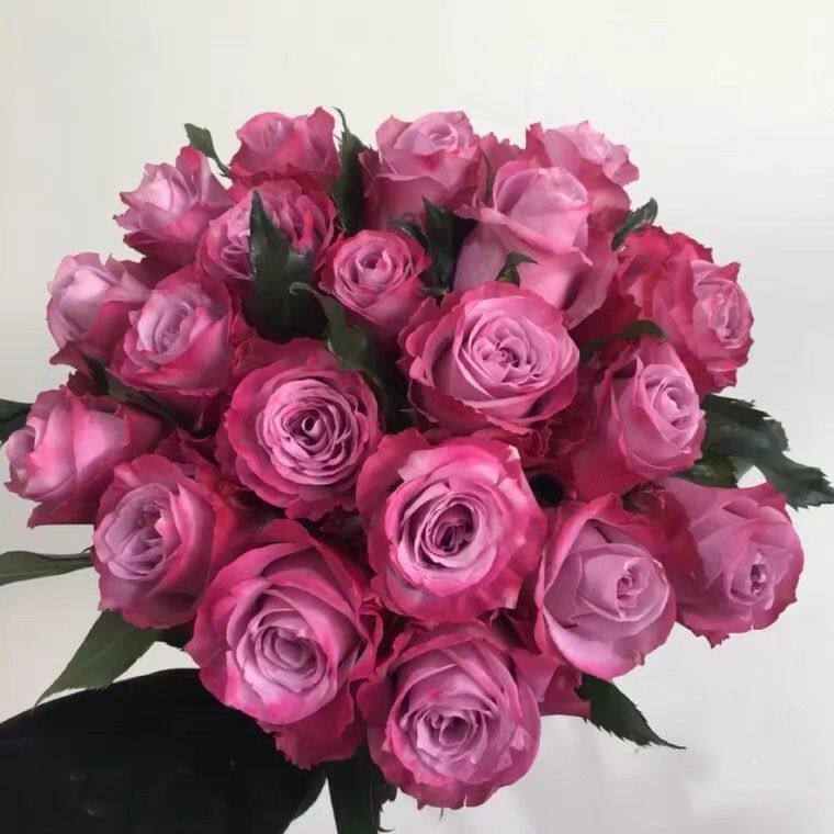 魅影灌木月季切花玫瑰花苗大花四季开花庭院阳台盆栽植物