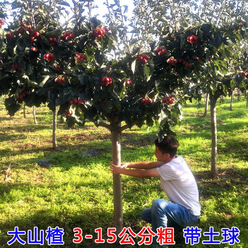 大山楂树活苗嫁接甜红子大五棱山楂树苗甜口山楂苗盆地栽南北方种