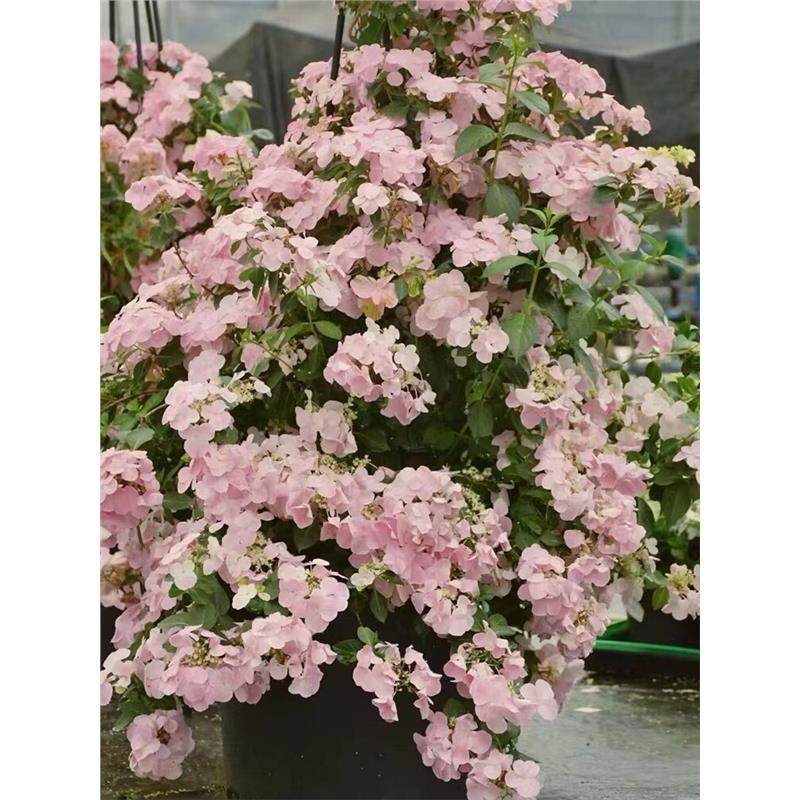 网红超新品绣球落跑新娘绣球花大苗爬藤垂钓庭院花园耐寒四季花卉,鲜花速递/花卉仿真/绿植园艺,绣球/木绣球/木本植物,淘宝优惠券,粉丝福利购,淘宝优惠卷