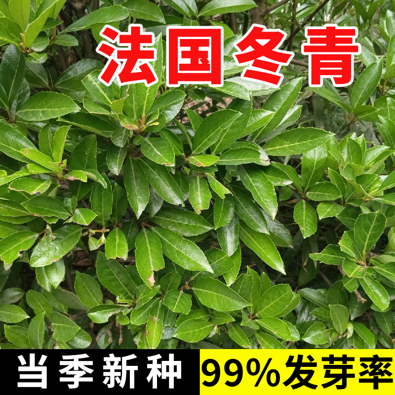 法国冬青树种子北海道黄杨绿化苗大叶常青围墙绿篱笆厂区庭院珊瑚