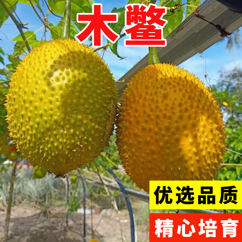 果树种子木鳖子种子木鳖果漏苓子臭屎瓜木憋子地桐子藤桐子四季播