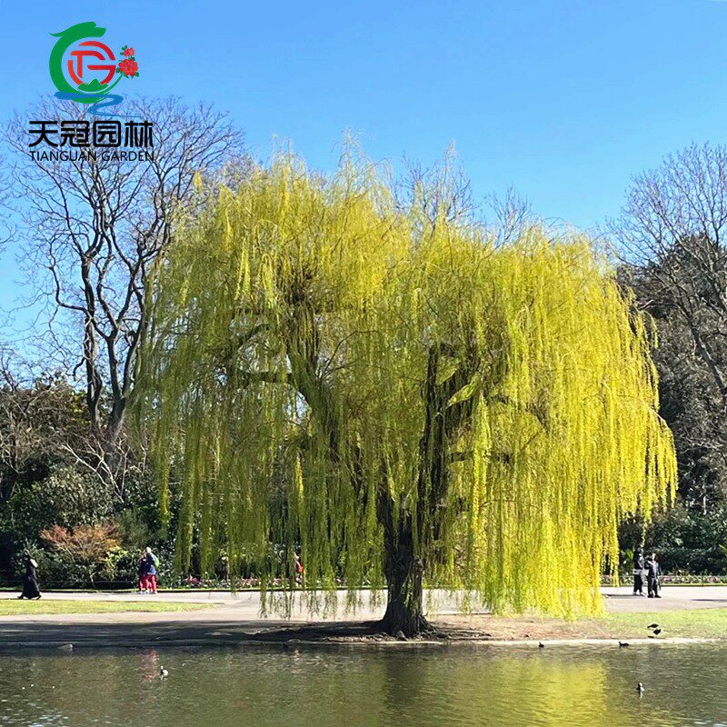 青皮垂柳树苗青柳竹柳黄金柳庭院绿化行道树植物四季柳垂杨柳小苗