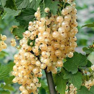 醋栗种子 鹅莓树盆栽水果野生种子庭院阳台种植盆栽