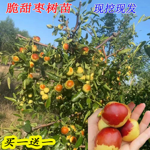 枣树活苗沾化冬枣青枣树苗南北方种植庭院地栽果树大果苗当年结果