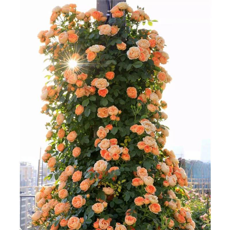 英国藤本月季花苗甜梦四季开花丰花多头爬藤母本特大老桩庭院耐寒,鲜花速递/花卉仿真/绿植园艺,时令草本花卉,淘宝优惠券,粉丝福利购,淘宝优惠卷