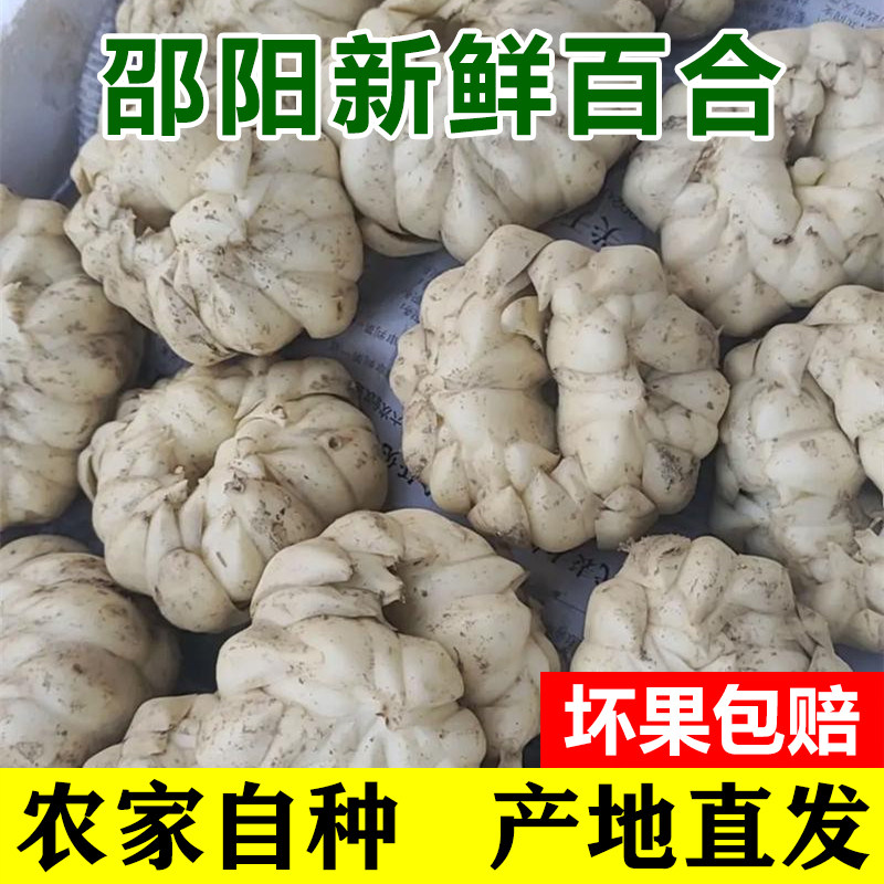 湖南隆回新鲜龙牙百合