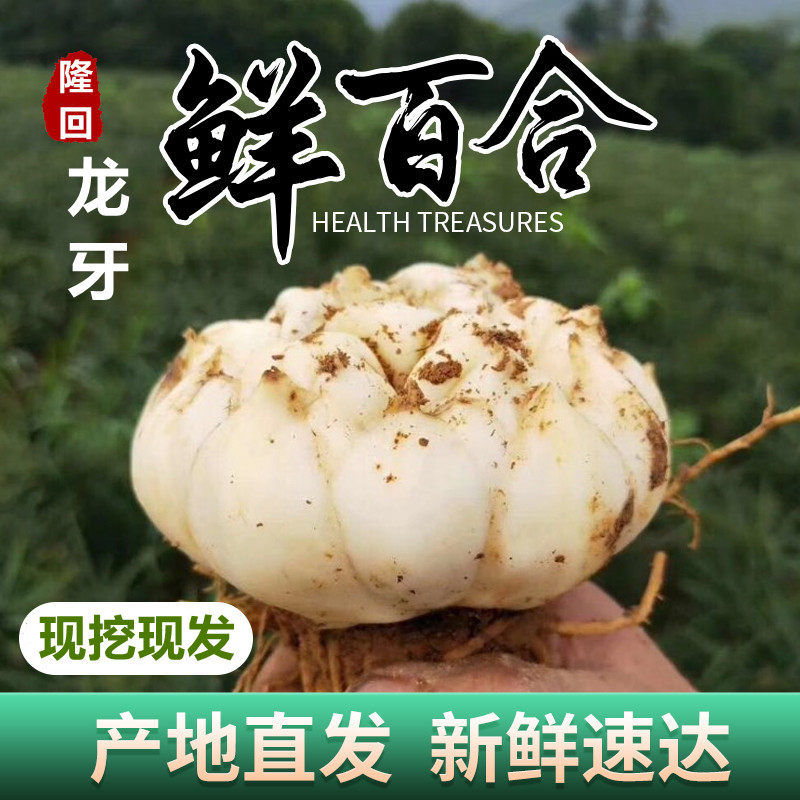 正宗龙牙百合新鲜食用百合隆回特产级当季新货粉糯不苦农家现挖