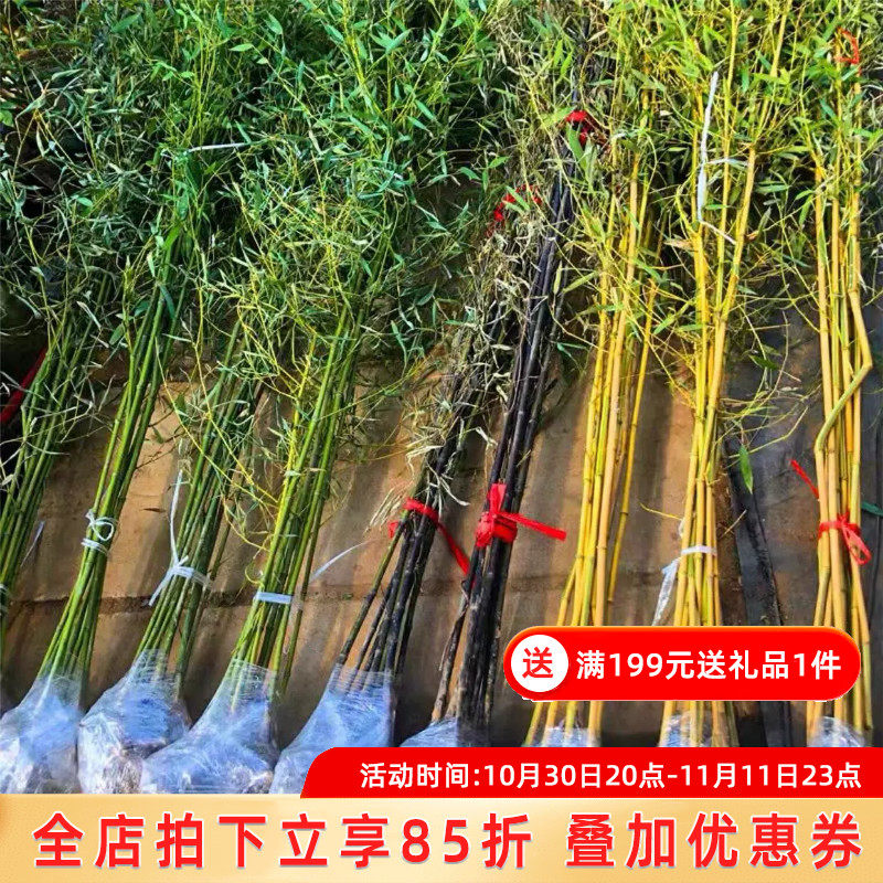 竹子苗庭院耐寒耐旱植物观赏大型室外青竹紫竹苗黄金竹罗汉竹子苗怎么样,好用不?