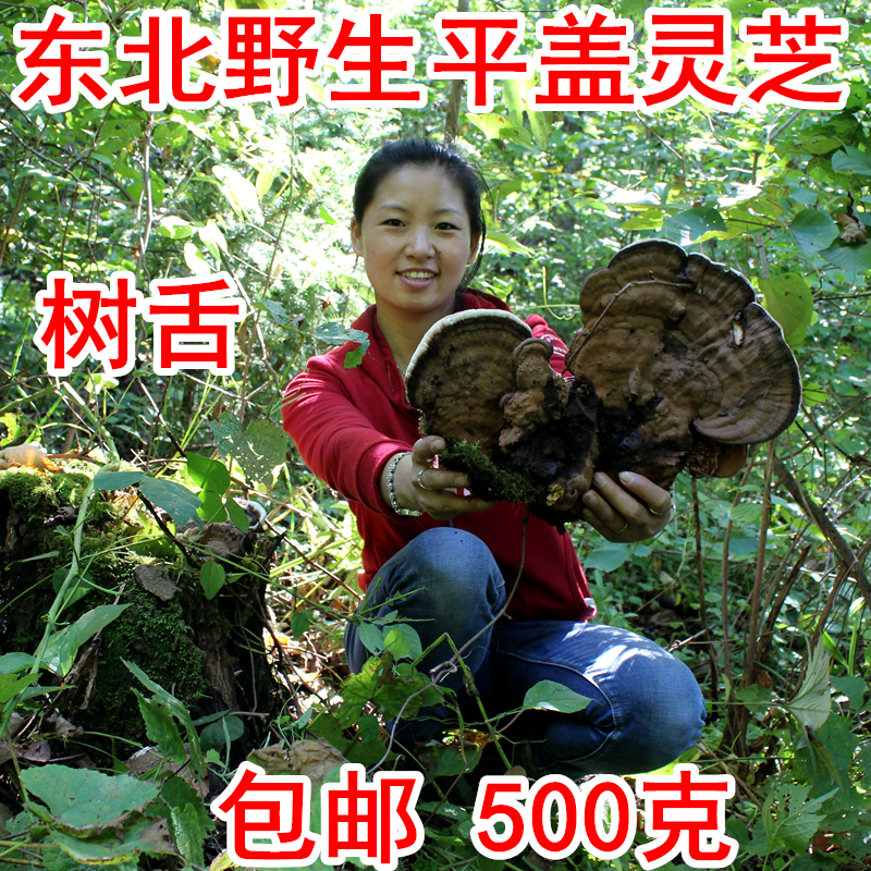 长白山野生灵芝500g平盖灵芝树舌