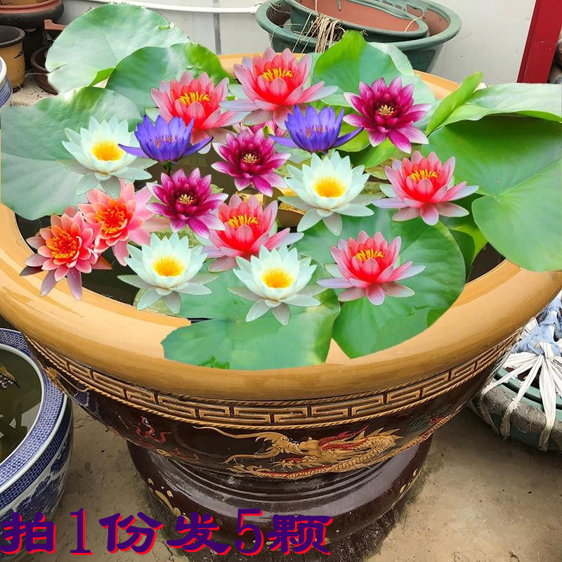 睡莲四季池塘荷花阳台带芽根块
