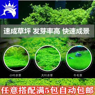 鱼缸人气水草种子懒人可造景装饰水生植物真草海草缸牛毛草爱情草