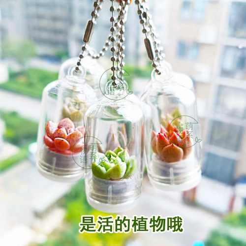 活的多肉植物小盆栽挂件迷你可爱