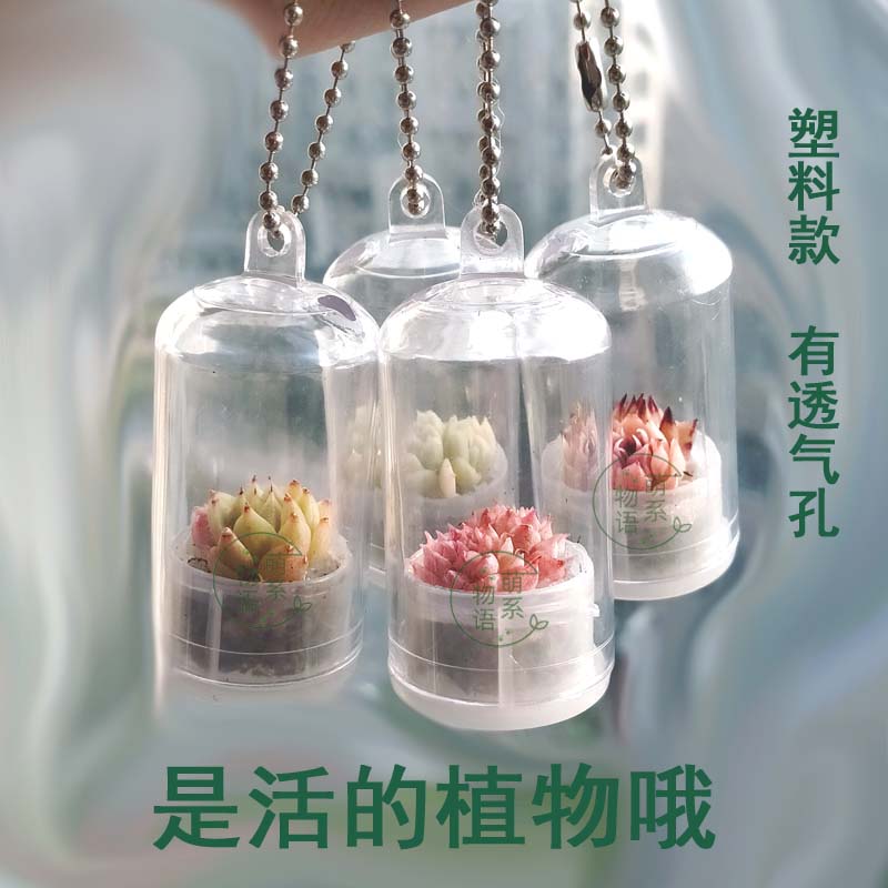 萌系物语迷你小多肉好看好养好玩