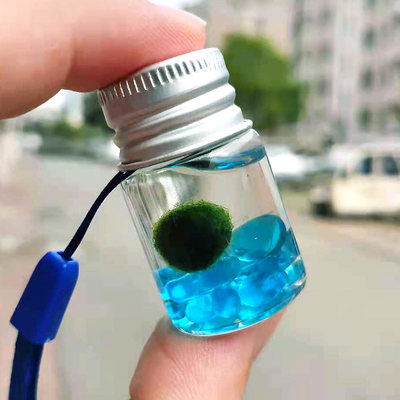 萌系物语球藻随身瓶治愈系marimo