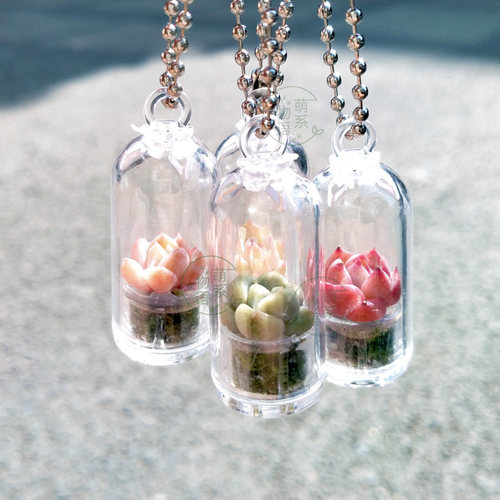 萌系物语迷你小多肉好看好养好玩