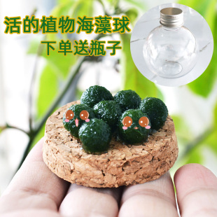 marimo幸福海藻球宠物淡水球藻生态微景观创意迷你水培植物马里莫
