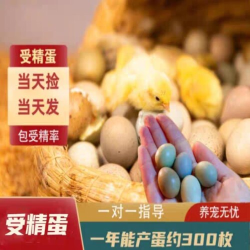 网红小鸡德系宠物鸡纯白瓦灰礼服可孵化种蛋迷你观赏芦丁鸡受精蛋